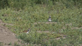 Killdeer  6512.jpg