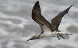 Blue-footed Booby  7108.jpg