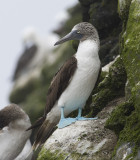 Blue-footed Booby  7120.jpg