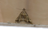 moth  9358.jpg