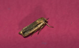Noctuidae; Noctuinae; Leucania sp.?  9369.jpg