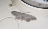 Geometridae; ? 9370.jpg