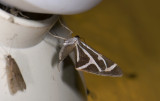 moth 9372.jpg