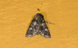 moth 9377.jpg