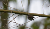 White-browed Chat-tyrant  9694.jpg