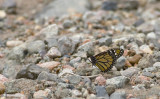 Butterfly  0325.jpg