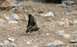 Butterfly  0389.jpg