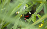 Butterfly  1148.jpg