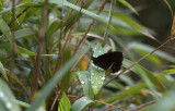 Butterfly  1381.jpg