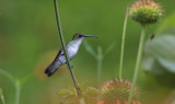 White-bellied Hummingbird  1854.jpg