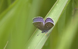 Butterfly  2430.jpg