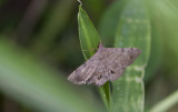Erebidae; Eulepidotinae; Panopodini; Anticarsia gemmatilis?  3065.jpg