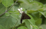 Butterfly  3563.jpg