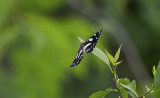 Butterfly  3581.jpg