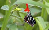 Butterfly  3771.jpg