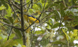 Blue-winged Mountain-tanager  4391.jpg