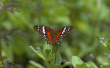Butterfly  5128.jpg