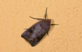 moth  9430.jpg