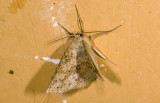 moth 9432.jpg