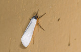 Erebidae; Arctiinae; Lithosiini; Agylla sp.?  9434.jpg