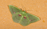 Geometridae; Geometrinae; Rhodochlora brunneipalpis?  9439.jpg