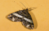 Geometridae; Larentiinae; Euphyia sp. ? 9446.jpg