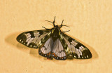Erebidae; Arctiinae; Arctiini; Dysschema palmeri? 9454.jpg