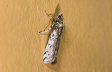 Pyralidae; ? 9455.jpg