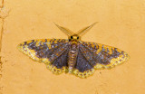 Geometridae; Larentiinae; Eois sp.? 9458.jpg