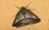 Geometridae; Ennominae; Bassania sp. ?  9464.jpg