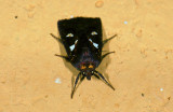 Noctuidae; Calymniodes sp. ? 9466.jpg