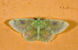 Geometridae; Geometrinae; Nemoria sp.? 9468.jpg