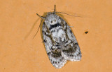 moth 9469.jpg