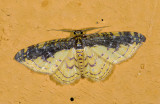 Geometridae; Larentiinae; Eois sp.? 9471.jpg