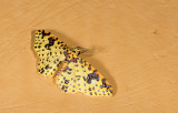 Geometridae; Larentiinae; Eois (adimaria?) 9473.jpg