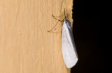 Erebidae; Arctiinae; Lithosiini; Agylla sp.?  9474.jpg