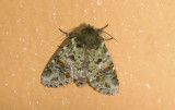 Notodontidae; Heterocampinae; Disphragis lucoides? 9476.jpg