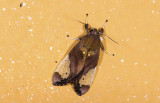 Erebidae; Arctiinae; Arctiini; Bertholdia sp.  9477.jpg