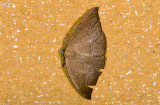 moth 9480.jpg