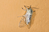 Noctuidae; Pantheinae; Gaujonia renifera? 9481.jpg