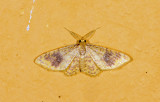 Geometridae; Larentiinae; Eois sp.? 9487.jpg