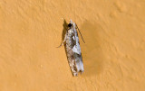 Tortricidae; ? 9491.jpg