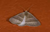 moth g9502.jpg