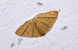 Geometridae; Ennominae; Mimosema sp. 9504.jpg
