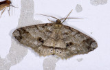 Geometridae; Ennominae; Melanolophia reducta? 9511.jpg