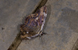 Erebidae; Erebinae; Thermesiini; Letis sp.  9514.jpg