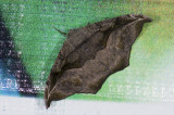 moth  g9516.jpg