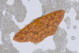 Geometridae; Sterrhinae; Cyclophora sp.?  9517.jpg