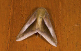 moth  s9518.jpg