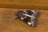 Noctuidae; Hadeninae; Hampsonodes sp.?  9520.jpg